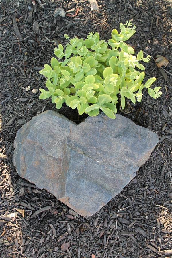 A heart-shaped stone with a green plant in a garden